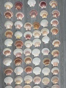 Fournisseur en gros de coquilles de coquillages naturelles et de coquilles de diamant en provenance du Vietnam pour la décoration et l'artisanat - Product Image 5
