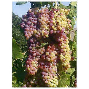 องุ่นแดงไร้เมล็ดผลไม้สดจำนวนมากสำหรับใช้เป็นอาหารในราคาสุดคุ้ม! - Product Image 6