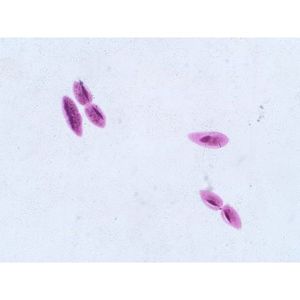 Portaobjetos de Microscopio Preparado con Paramecium en Montaje Completo - Product Image 1
