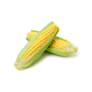 ข้าวโพดสีเหลืองแบบ non-GMO ที่มีขนาดเคอร์เนลเหมือนกันสำหรับงานกัดและป้อน - Product Image 6