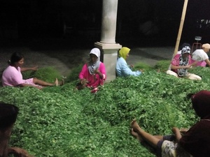 मोरिंगा का पत्ता - Product Image 3