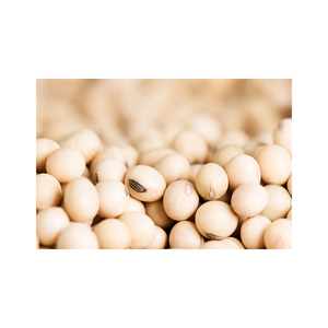 Soja Fresca Orgánica en Venta con Apoyo para Agricultura por Contrato y Suministro a Largo Plazo - Product Image 1