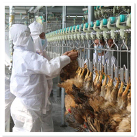 Mingshun Philippines Abattoir Mini Halal pour Poulets de Chair