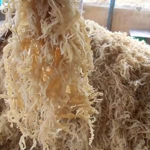 สาหร่าย Eucheuma cottonii แห้งธรรมชาติ100% - Product Image 1