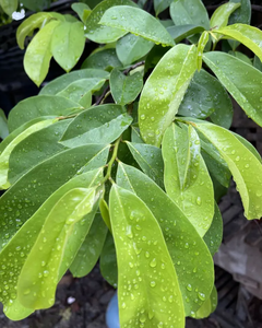 TÉ DE HOJAS DE GUANÁBANA SECAS / SUMINISTRO DIRECTO DE FÁBRICA - Product Image 5