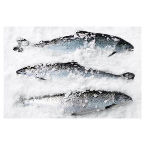 Pescado de salmón Filete congelado Pescado de salmón atlántico fresco y congelado/Salmón congelado entero/Cabeza de salmón a la venta - Product Image 1