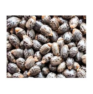 Graines de ricin, - Product Image 1