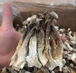 Vietnam séché bois de cerf champignon 450g 12oz vente en gros corne de cerf champignon exportateur - Product Image 4