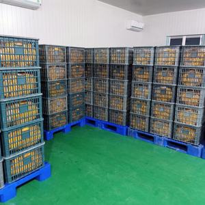 Venta al por mayor de Mango Seco deshidratado/mango fresco seco al mejor precio a granel - Product Image 4