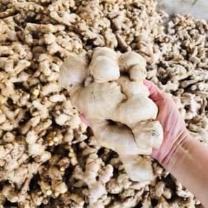 Jengibre Puro de Calidad, Especia Natural Seca para Cocinar, Mezclas Culinarias y para Realzar el Sabor en Recetas Cotidianas - Product Image 5