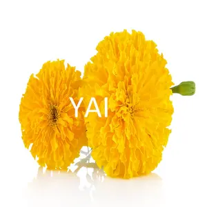 Fresh Yellow Marigold Cut Flower Exporters In India To Philippines/ South Africa/ Kenya/ UAE/ Finland