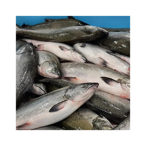 Saumon Fish Farm Filet de saumon de l'Atlantique élevé Fruits de mer Poisson de saumon congelé - Product Image 1
