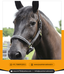 เชือกแขวนคอแบบมีฟองน้ำสำหรับม้าสวมใส่สบายระบายอากาศได้ดี - Product Image 5