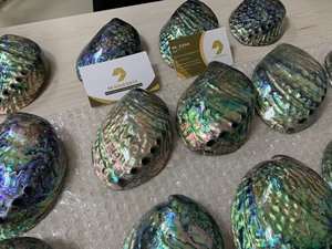 Para coleccionistas exigentes, Venta caliente: Precio al por mayor de conchas marinas vietnamitas Abanlone Natural Paua Shell Muchos tipos de conchas marinas - Product Image 3