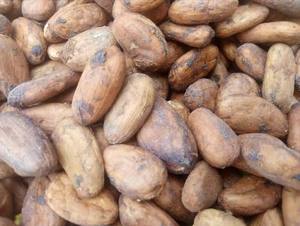 Wholesale Trading Available In Stock High-Quality Baking Chocolate Raw Materials Cocoa <b>Beans</b> From West Africa Origin For Sale - Product Image 3