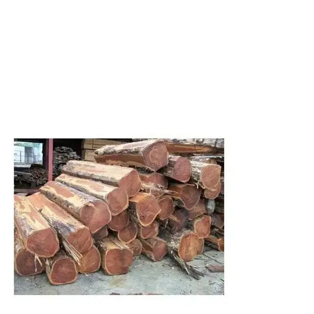 Tronchi rotondi di quercia rossa e bianca brasiliana/tronchi di impiallacciatura di quercia/tronchi di quercia rotondi di grado 1, 2, 3 freschi (taglio fresco)