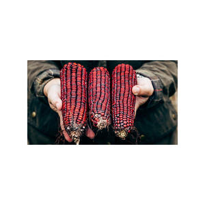 Maíz rojo cultivado en campo para un procesamiento y envasado limpios - Product Image 3