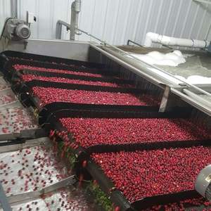 Texture ferme et Brix élevé 18%+ Cerises rouges | Récolte fraîche, exportation, approvisionnement en gros au Royaume-Uni - Product Image 5