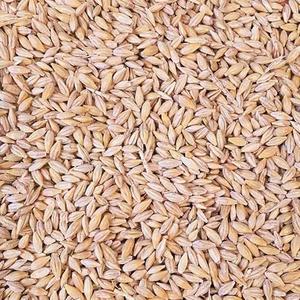 Sac de 50 Kg de style séché naturel d'orge biologique de première qualité pour malt et graines d'alimentation animale en gros - Product Image 2