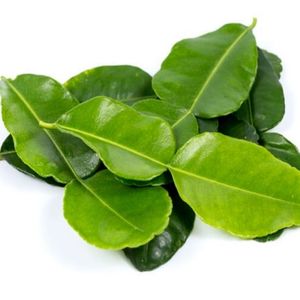 HOJAS DE LIMA CONGELADAS NATURALES/ALTA CALIDAD/LISTO PARA USAR/SUMINISTRO A GRANEL/MERCADO DE EXPORTACION VENTAS - Product Image 3