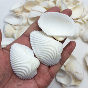 SEASHELL LISTO PARA EXPORTAR A GRANEL EXPORTANDO DESDE VIETNAM - Product Image 3
