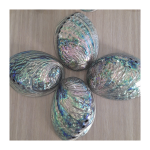Exportación a granel de concha de abulón de Vietnam, hermosa concha de abulón brillante para joyería, decoración, artesanía y artesanía de primera calidad - Product Image 4
