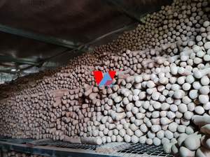 Bâton à mâcher pour chien en bois de caféier du Vietnam/Ms. Katty - Product Image 4