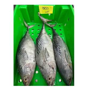 Produsen grosir dan pemasok dari Jerman tuna seluruh skipjack ikan beku bersih kualitas tinggi harga murah