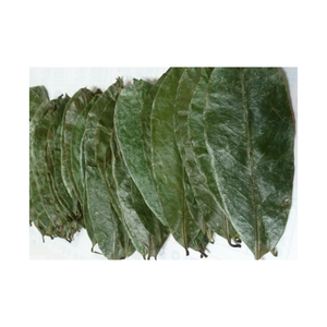 100% Feuille de corossol séchée naturelle, feuilles de Graviola de haute qualité du meilleur fournisseur au Vietnam - Product Image 3