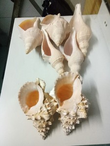 เปลือกหอยหอยทากหนามขนาดใหญ่จากเวียดนามส่งออกสินค้าจากธรรมชาติจำนวนมาก - Product Image 2