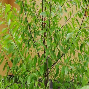 PIONEER AGRO White Sandalwood <b>Seeds</b> (Santalum Album) 99% Purity 1200 Seedlings/kg Grow Precious Sandal Trees - Product Image 2