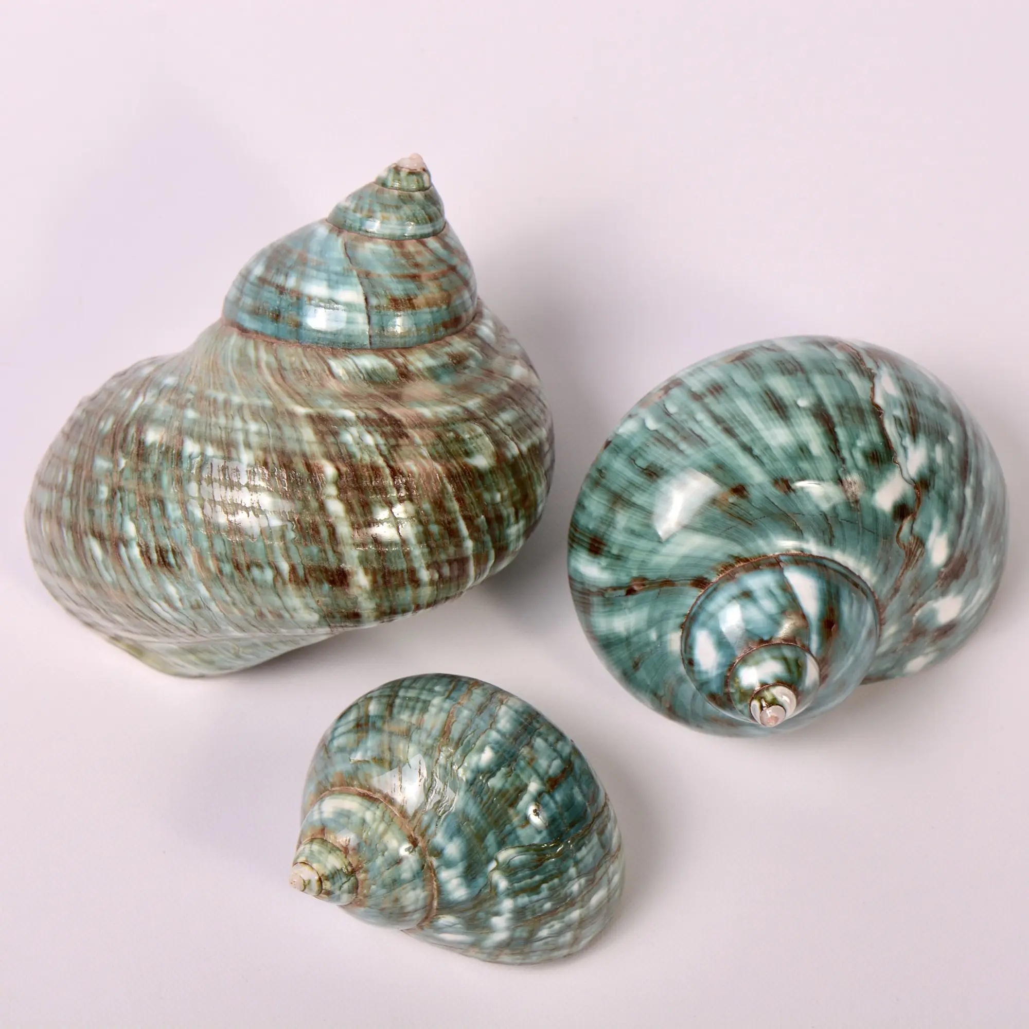 Thu Quà Lưu Niệm Đại Dương Seashells Bán Buôn Bãi Biển Trang Trí Nội Thất Turbo Biển Vỏ Nhà Và Phòng Trang Trí Nội Thất