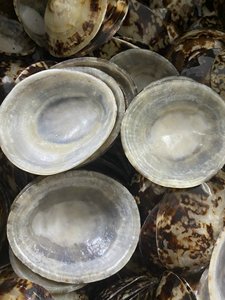 Coquilles d'escargot LIMPET organiques polies (grande taille) pour l'art des coquillages et les souvenirs de plage - Modèle Joyce 99GD - Product Image 5