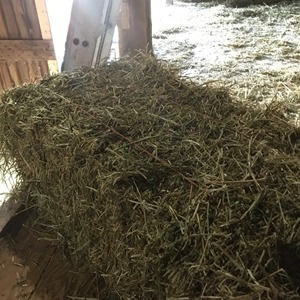 Foin d'alfalfa séché de qualité pour l'alimentation du bétail, des chevaux et du bétail, qualité alimentaire, 25 kg/sac, approvisionnement en vrac de haute qualité - Product Image 5