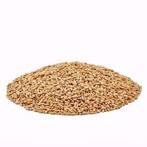 Grano de trigo de calidad superior a granel, trigo de alta calidad, todo - Product Image 1