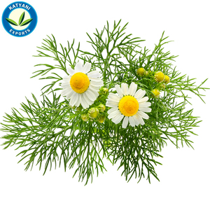 Huile essentielle de camomille allemande biologique Fourniture en gros de soins de la peau aromathérapie en vrac prix de gros marque privée de qualité thérapeutique - Product Image 5