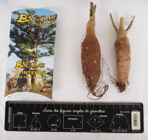 Kit pequeño Baobab (Adansonia Digitata) - Product Image 4