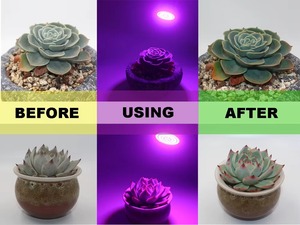 ไฟปลูกต้นผัก54LED 4W ไฟ E27 2835 SMD สีแดง660nm ฟ้า445nm 220V