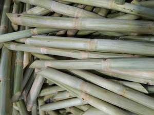 Los mejores proveedores de caña de azúcar congelada Palos de caña de azúcar pura dulce Exportación a granel Mejor oferta Jugo de caña de azúcar congelado Precio competitivo - Product Image 3