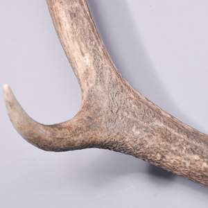 เขากวางแดงเขากวางซื้อตอนนี้ - Product Image 2