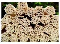 Varillas de Ratán Natural Personalizadas de Alta Calidad, Marca ABK IMPEX, Duraderas, Disponibles para Decoración de Exteriores