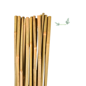 Estaca de bambú Natural y Flexible, caña de bambú, poste de bambú con alta calidad para construcción, agricultura, superventas - Product Image 1