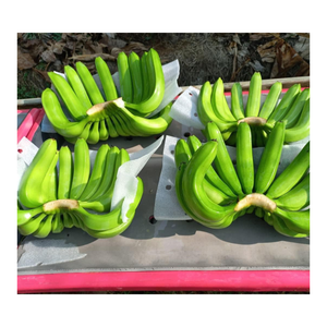 Plátano Cavendish fresco-Plátano verde fresco para exportación-Frutas y verduras frescas de alta calidad de Vietnam - Product Image 4