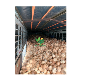Votre fournisseur de confiance en noix de coco semi-décortiquée de qualité supérieure-Fabriqué au Vietnam par la société VIET THIEN PHU - Product Image 5