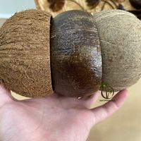 Proveedor de Vietnam, Portavelas de Cáscara de Coco Natural de Alta Calidad, Recipiente Decorativo para el Hogar con Capa Impermeable, Venta al Por Mayor