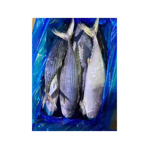 High Quality Frozen Bonito Fish For Exporters - Product Image 4