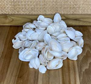 Coquillages exquis, beauté naturelle pour la décoration mondiale |   Commande en gros du Vietnam - Product Image 1