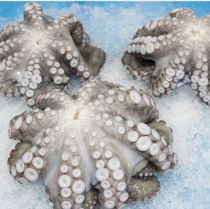 Pulpo Congelado a Precio Competitivo / Pulpo Congelado de Tailandia - Product Image 5