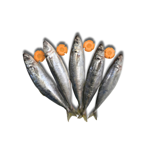 Pescado Congelado Entero de Espadín de Aleta Corta de Alta Calidad IQF/BQF para Exportación a Granel - Product Image 3