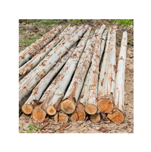 Debarked Eucalyptus Round <b>Logs</b> – Ideal for Pulp, Paper, Biomass, and Energy Production - Product Image 2